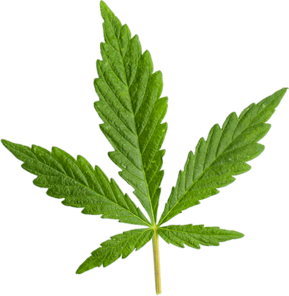 marijuana_leaf_large https://santarosa.familjebil.co/wp-content/uploads/2018/12/marijuana_leaf_large.png