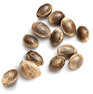 marijuana_seeds_white https://santarosa.familjebil.co/wp-content/uploads/2018/12/marijuana_seeds_white.png