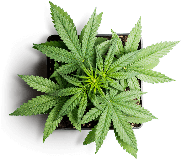 https://santarosa.familjebil.co/wp-content/uploads/2018/12/slider_marijuana_01.png